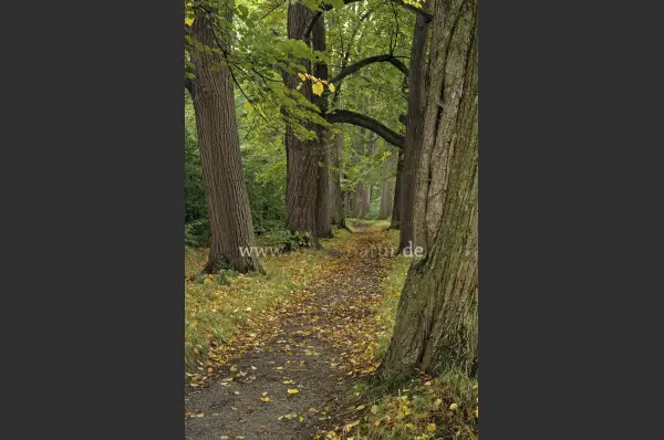 Fokus-Natur Bild