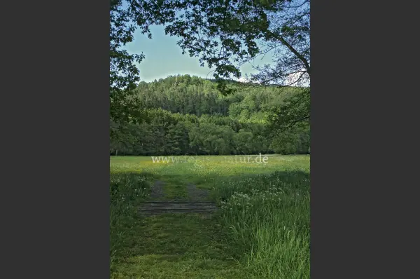 Fokus-Natur Bild