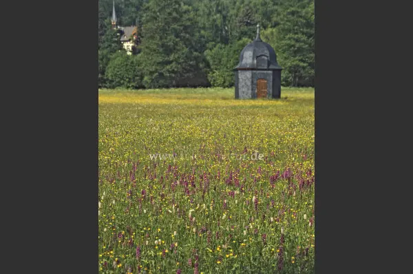 Fokus-Natur Bild