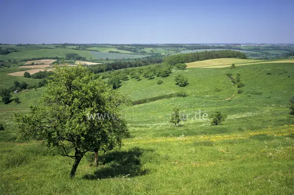 Fokus-Natur Bild