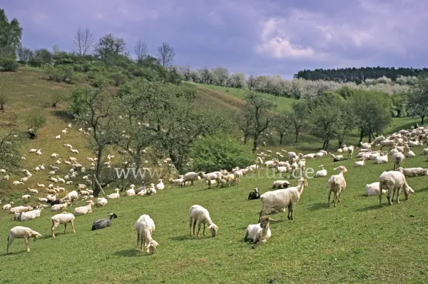 Fokus-Natur Bild