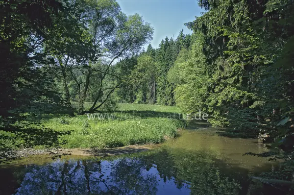 Fokus-Natur Bild