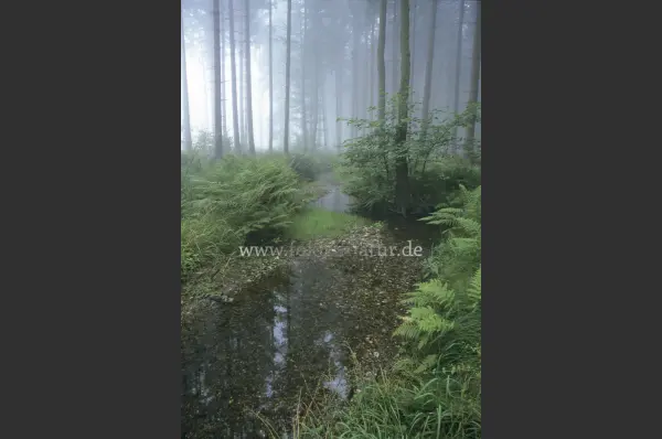 Fokus-Natur Bild