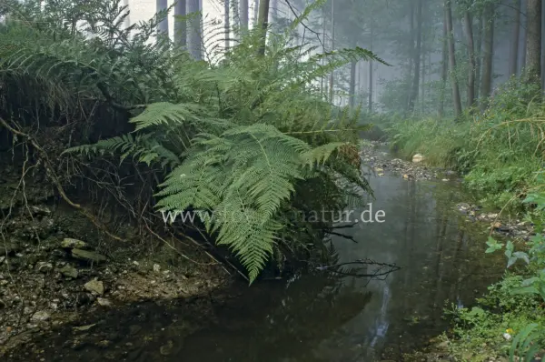 Fokus-Natur Bild