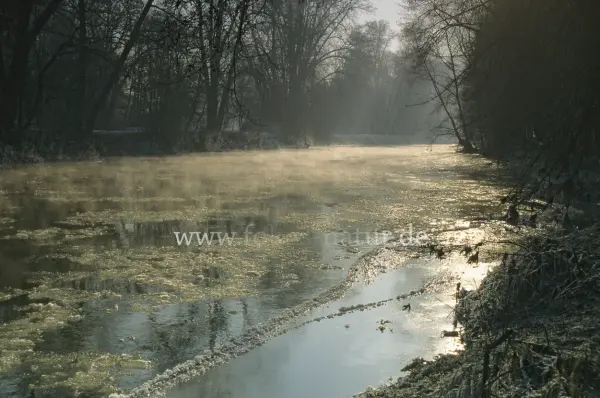 Fokus-Natur Bild