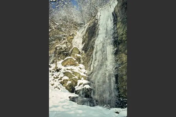 Fokus-Natur Bild