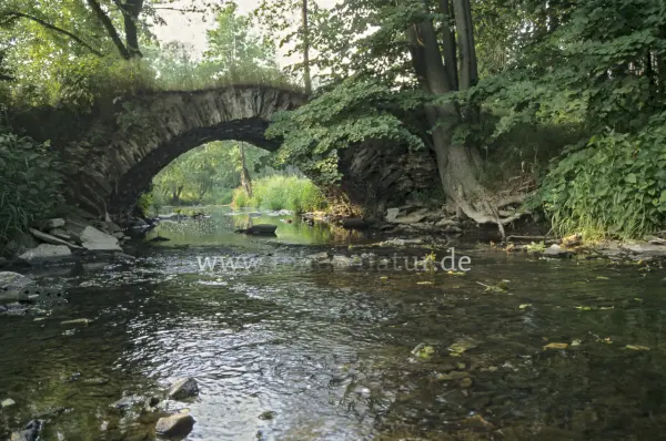 Fokus-Natur Bild