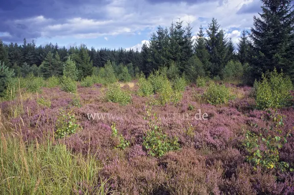 Fokus-Natur Bild