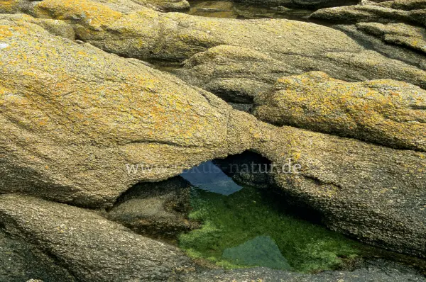 Fokus-Natur Bild