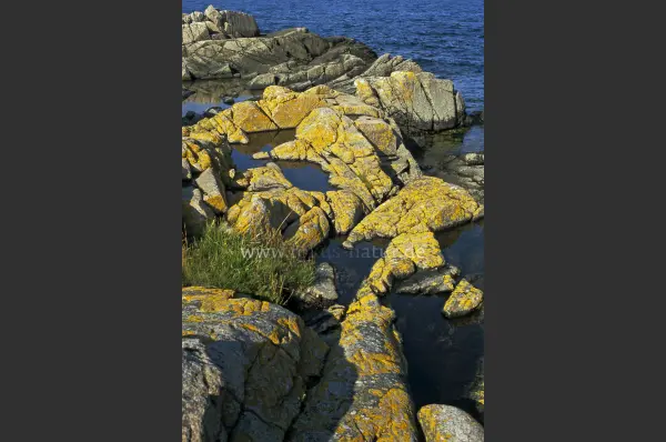 Fokus-Natur Bild