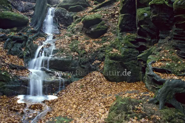 Fokus-Natur Bild