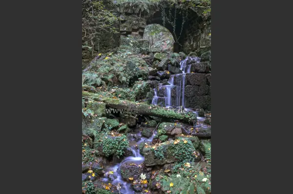 Fokus-Natur Bild