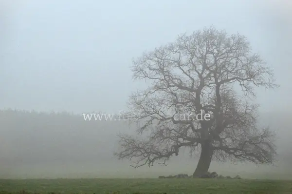 Fokus-Natur Bild