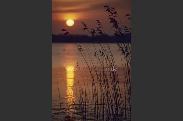 Fokus-Natur Bild