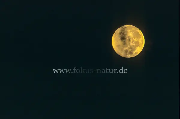 Fokus-Natur Bild