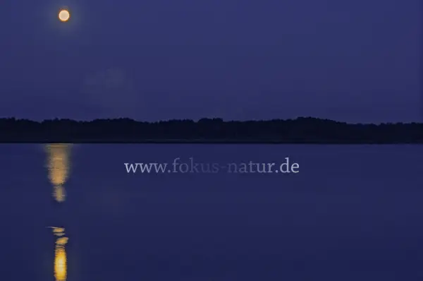 Fokus-Natur Bild
