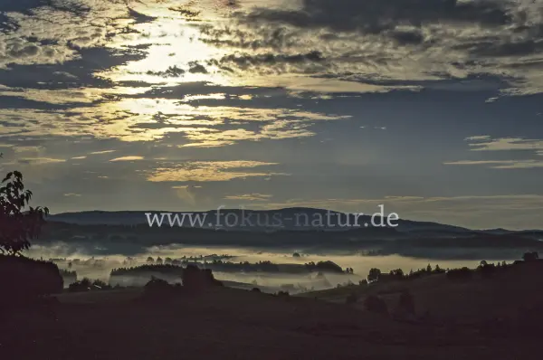 Fokus-Natur Bild