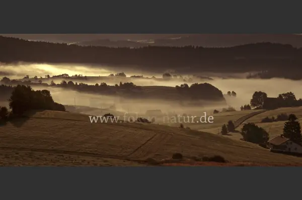 Fokus-Natur Bild