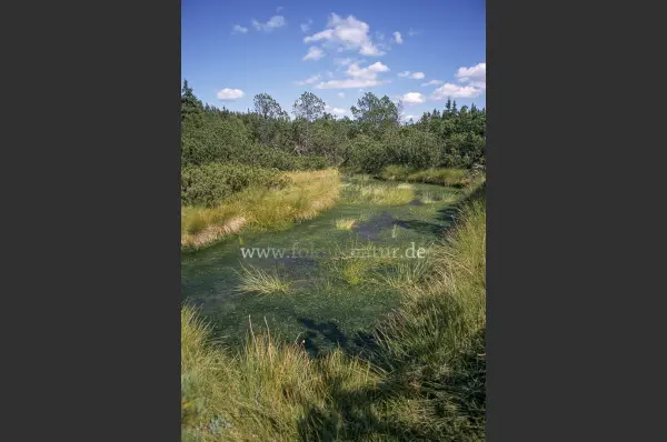 Fokus-Natur Bild
