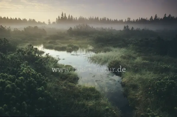 Fokus-Natur Bild
