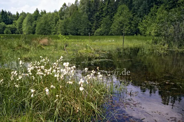 Fokus-Natur Bild