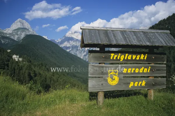 Fokus-Natur Bild