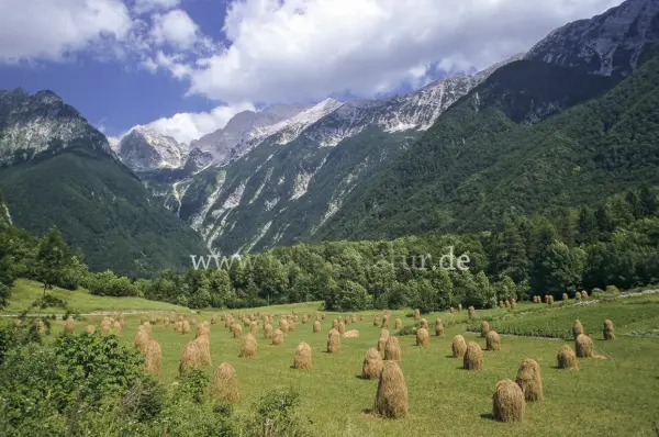 Fokus-Natur Bild