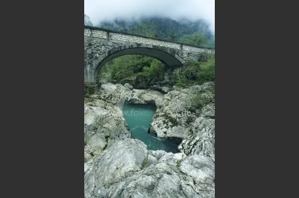 Fokus-Natur Bild