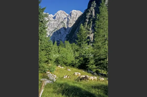 Fokus-Natur Bild