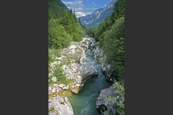 Fokus-Natur Bild