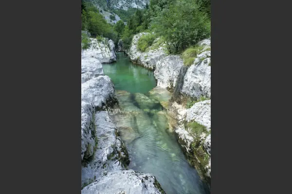 Fokus-Natur Bild