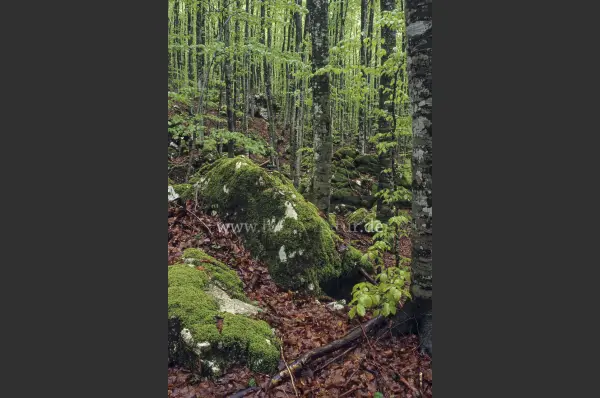 Fokus-Natur Bild