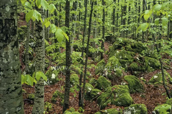 Fokus-Natur Bild