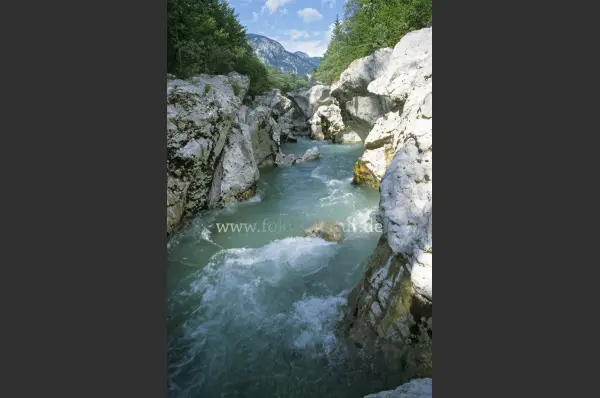 Fokus-Natur Bild