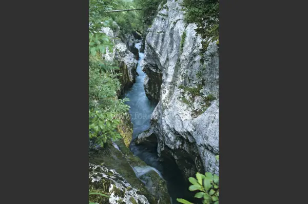 Fokus-Natur Bild
