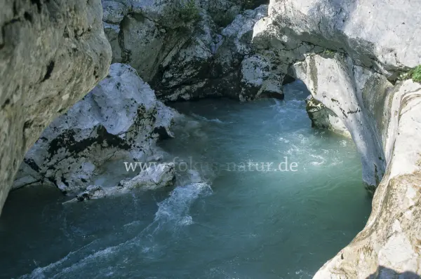 Fokus-Natur Bild