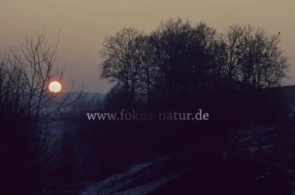 Fokus-Natur Bild