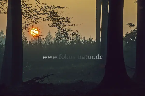 Fokus-Natur Bild