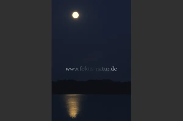 Fokus-Natur Bild