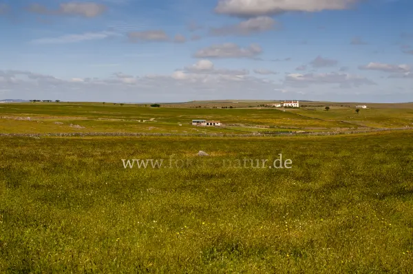 Fokus-Natur Bild