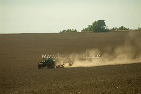 Fokus-Natur Bild