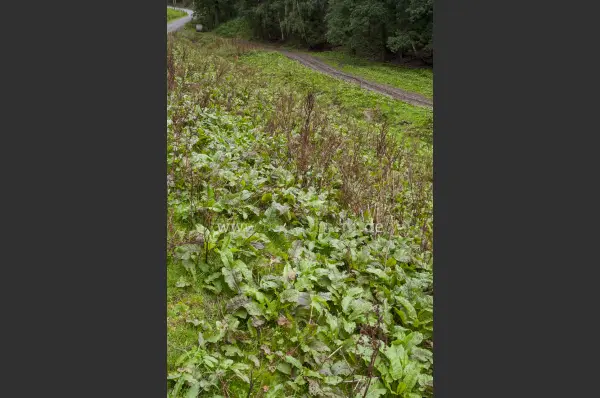 Fokus-Natur Bild
