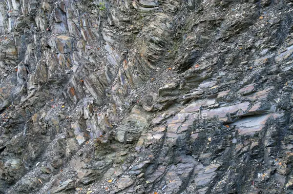 Fokus-Natur Bild