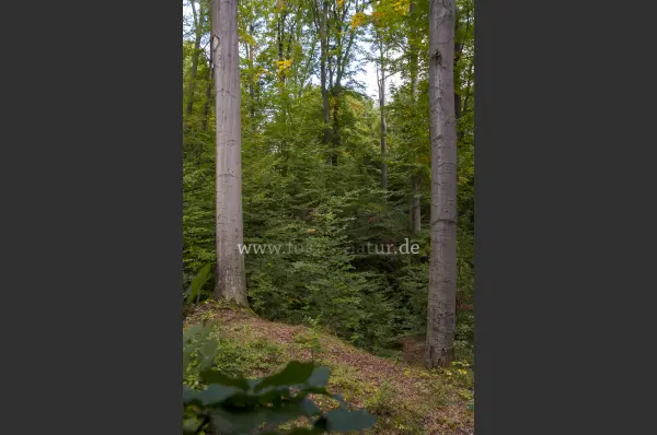 Fokus-Natur Bild