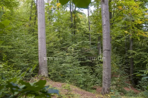 Fokus-Natur Bild