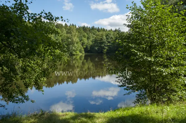 Fokus-Natur Bild