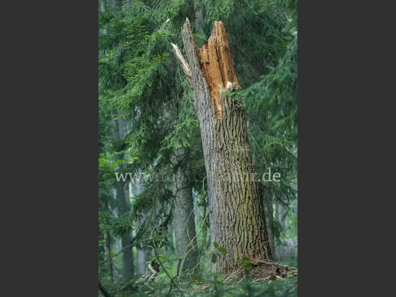 7061