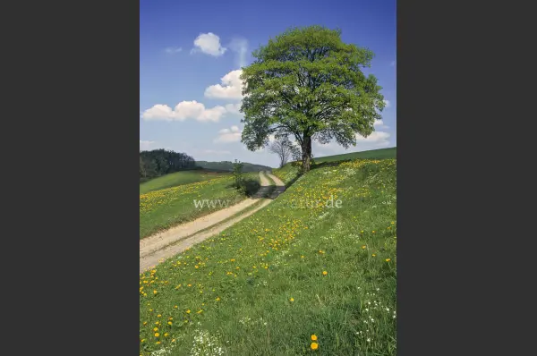 Fokus-Natur Bild