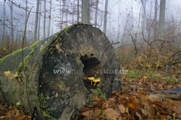 Fokus-Natur Bild