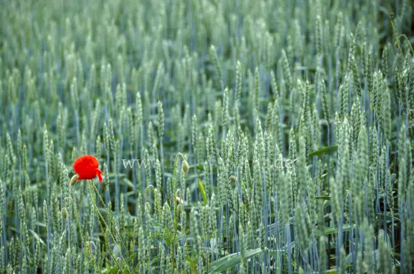 Fokus-Natur Bild
